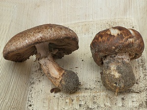 photo gallery of  Agaricus lanipes 
