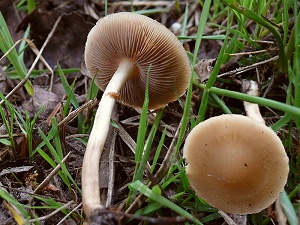 photo gallery of  Agrocybe paludosa 