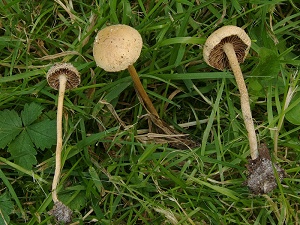 photo gallery of  Agrocybe pediades 