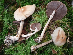 photo gallery of  Agrocybe rivulosa 