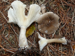 photo gallery of  Ampulloclitocybe clavipes 
