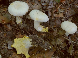 photo gallery of  Cantharellus pallens 