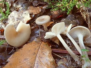 photo gallery of  Clitocybe decembris 