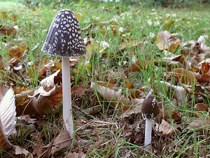 photo gallery of  Coprinopsis picacea 