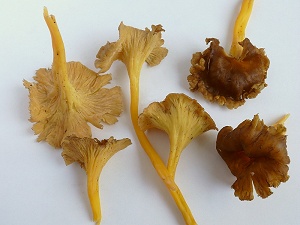 photo gallery of  Craterellus lutescens 