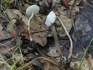 photo gallery of  Cystolepiota seminuda 