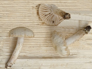photo gallery of  Hygrocybe cereopallida 