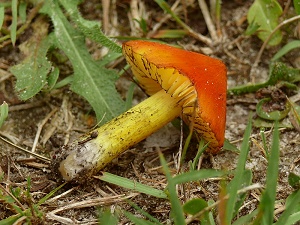 photo gallery of  Hygrocybe conica 