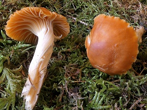 photo gallery of  Hygrocybe pratensis 