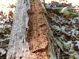 photo gallery of  Hymenochaete rubiginosa 