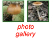 photo gallery of  Lepiota brunneoincarnata 