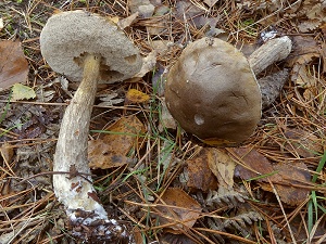 photo gallery of  Leccinum molle 