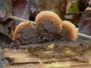 photo gallery of  Lentinellus ursinus 