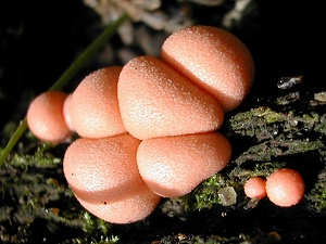 photo gallery of  Lycogala epidendrum 