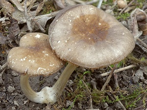 photo gallery of  Pluteus griseopus 