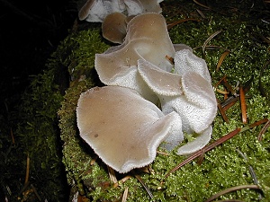 photo gallery of  Pseudohydnum gelatinosum 