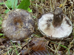 photo gallery of  Russula anthracina 