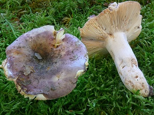 photo gallery of  Russula grisea 