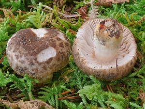 photo gallery of  Russula insignis 