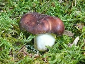 photo gallery of  Russula melitodes 