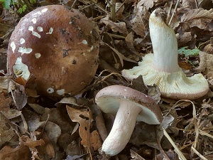 photo gallery of  Russula olivacea 