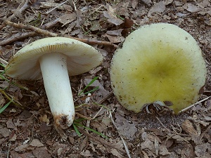 photo gallery of  Russula violeipes fo. citrina
