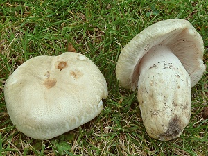 photo gallery of  Russula virescens 