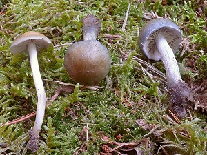 photo gallery of  Stropharia cyanea 