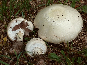 photo gallery of  Agaricus arvensis 