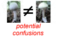 potential confusions with  Amanita lepiotoides 