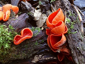 photo gallery of  Sarcoscypha coccinea 