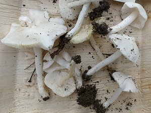photo gallery of  Tricholoma argyraceum 