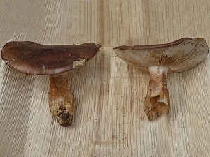 photo gallery of  Tricholoma pessundatum 